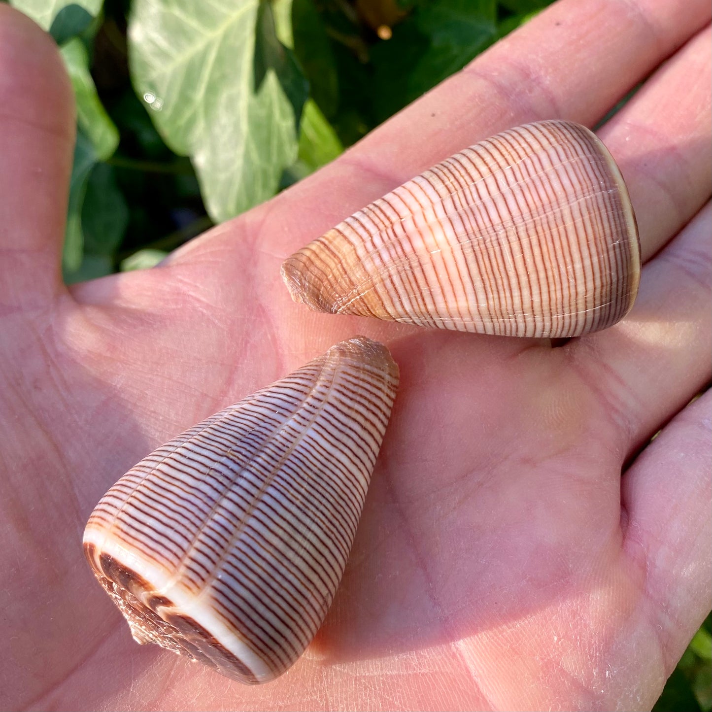 Conus Figulinus - konkyla Conus Figulinus - konkyla