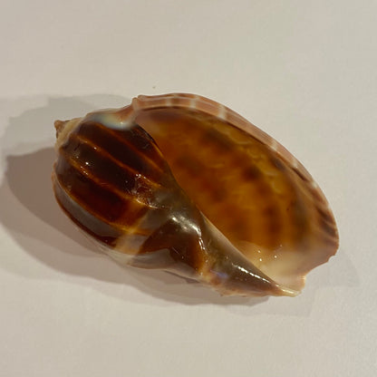 Harpa Davidis 6 cm - Madagaskar