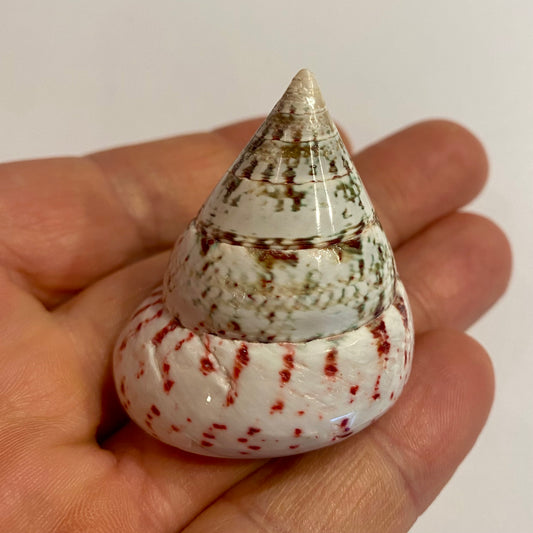 Billede af Tectus conus Erdbeere - 4 cm