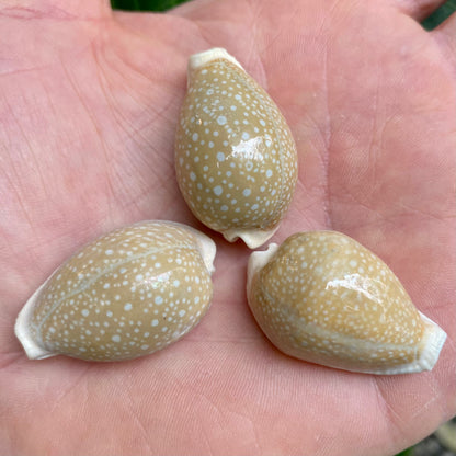 Cowrie, Cyprea Milliaris - konkyla