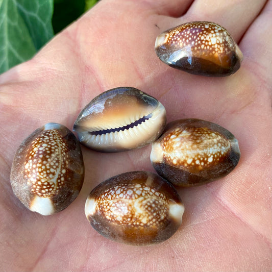 Billede af Cowrie, Serpents head - konkylie