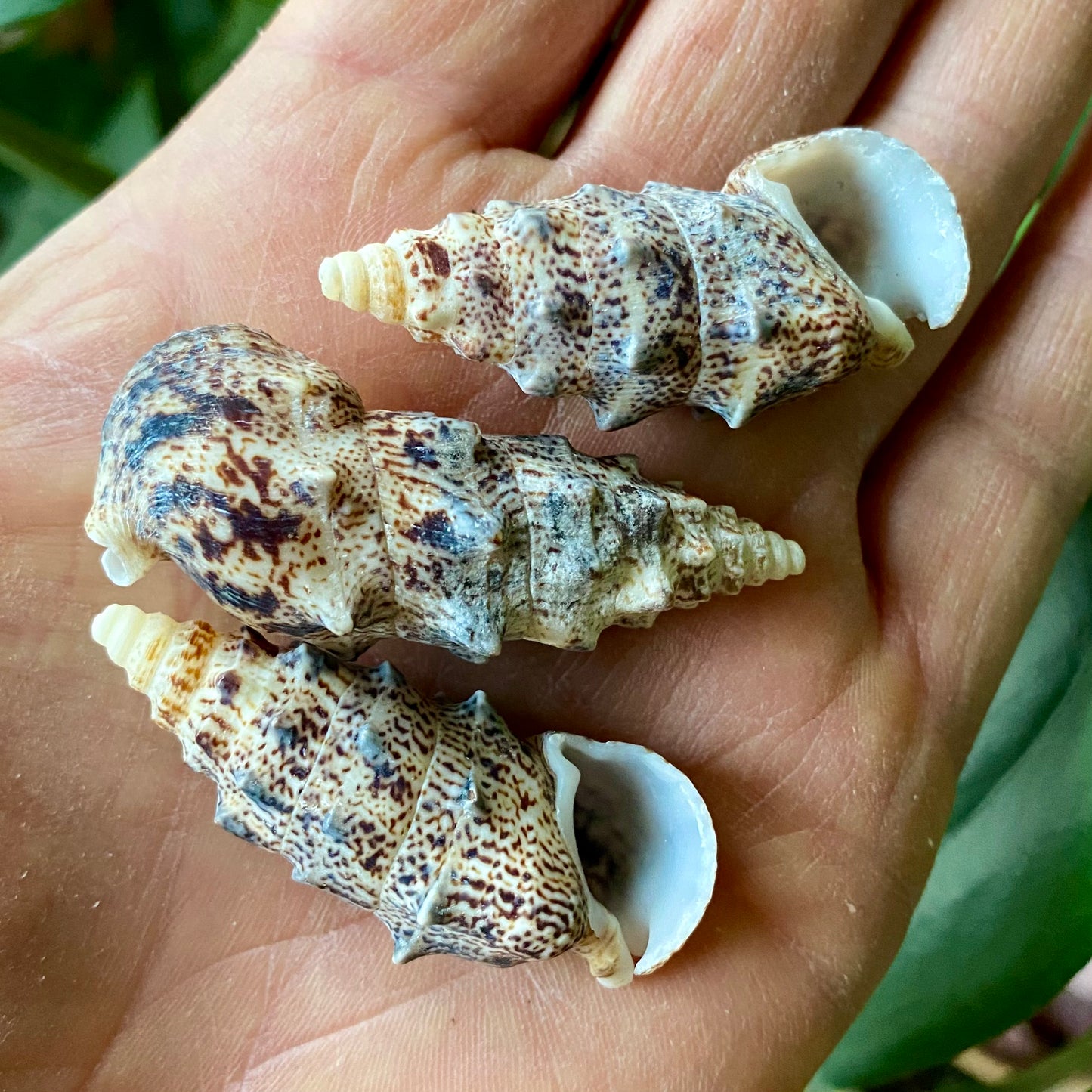 Aluco, Cerithium Nodulosum, Bulutung - Meeresschnecke Aluco, Cerithium Nodulosum, Bulutung - Meeresschnecke