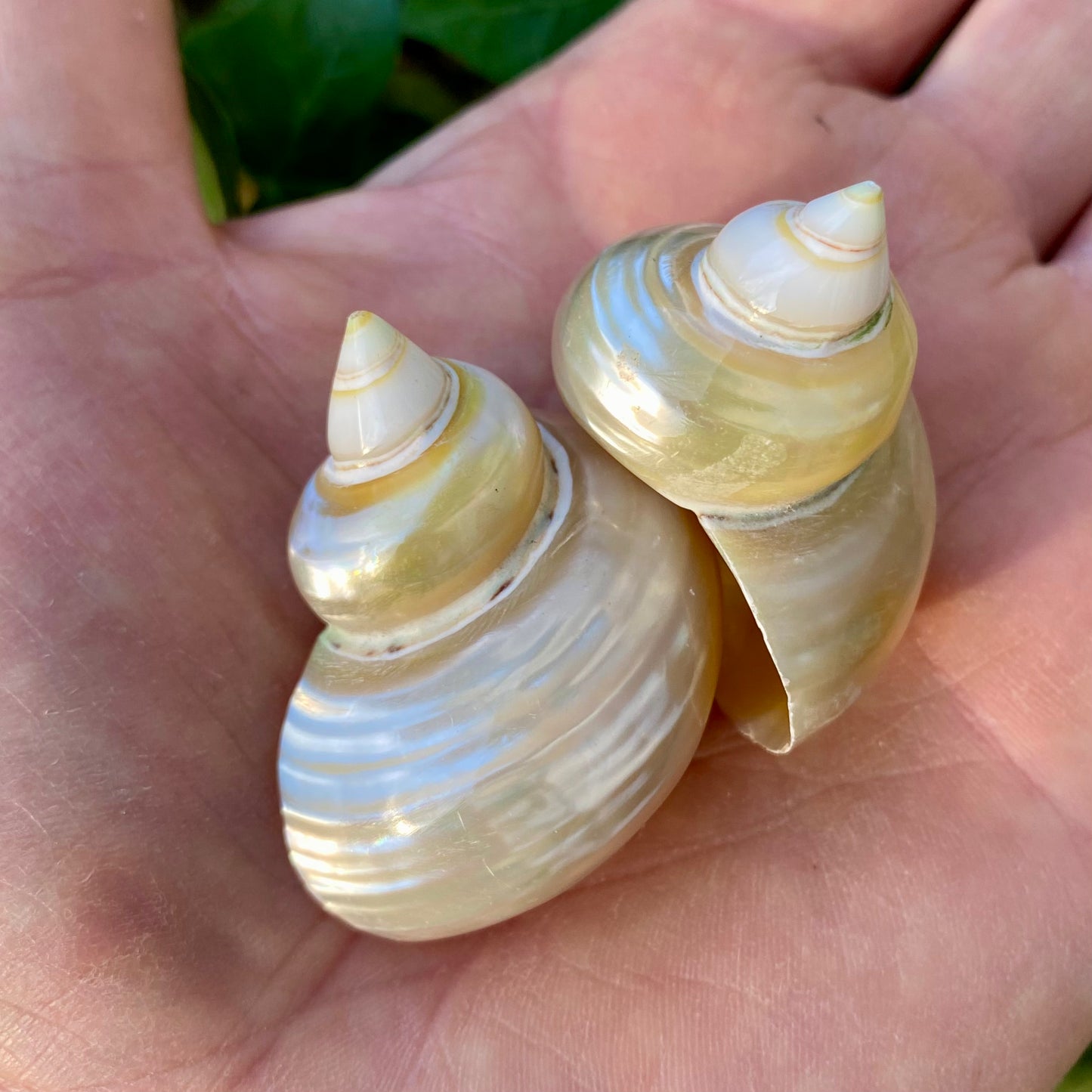 Turbo guld, pärlfärgad - conch Turbo guld, pärlfärgad - conch