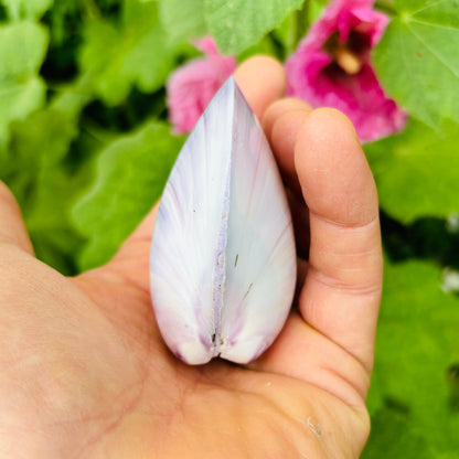 Große violette polierte Muschel