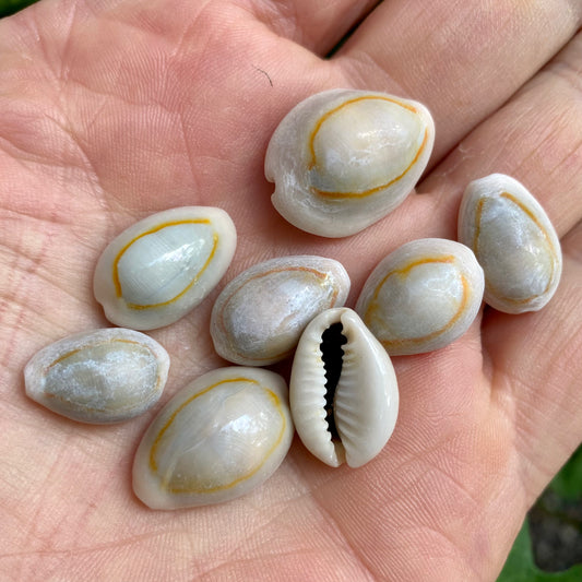 Billede af Kauri, Sigay-Goldring - Natur, 3 Stück - Muschelschale