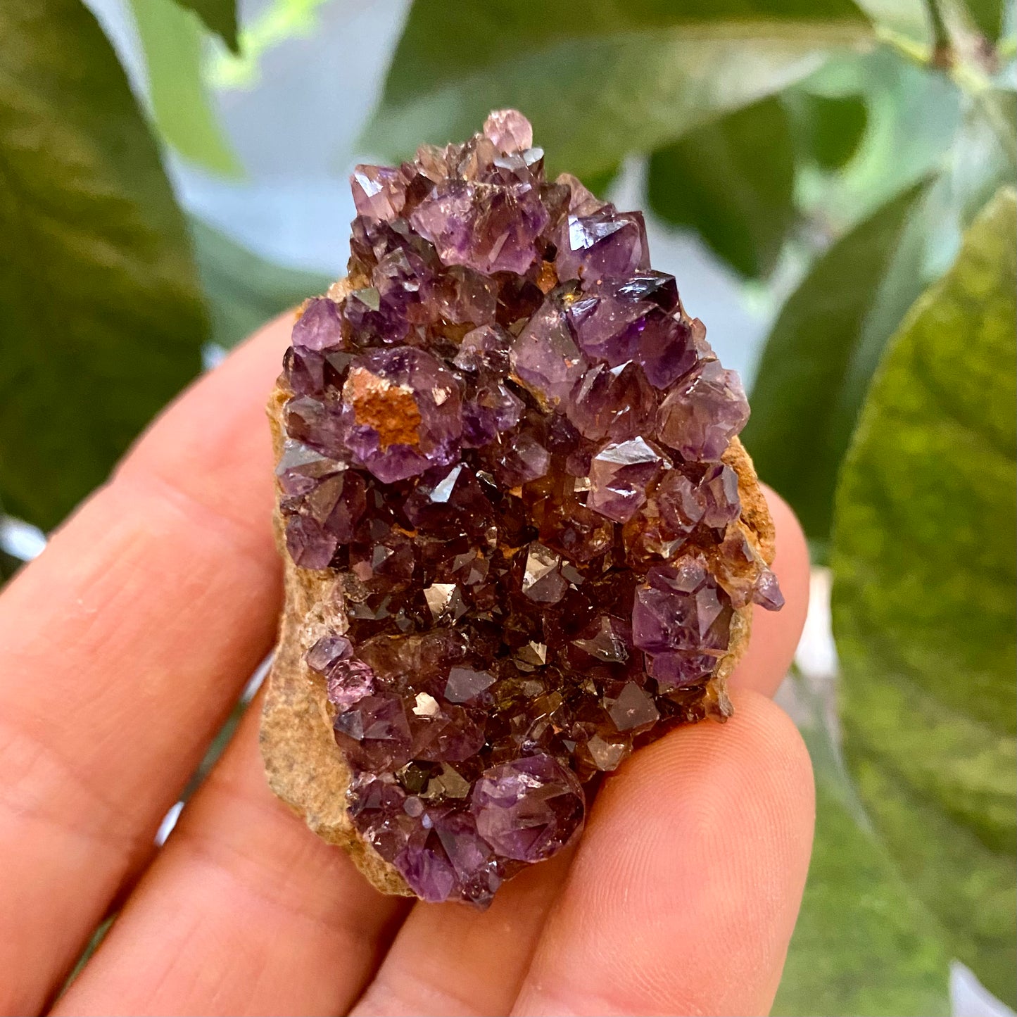 Amethyst-Cluster, Südafrika Amethyst-Cluster, Südafrika