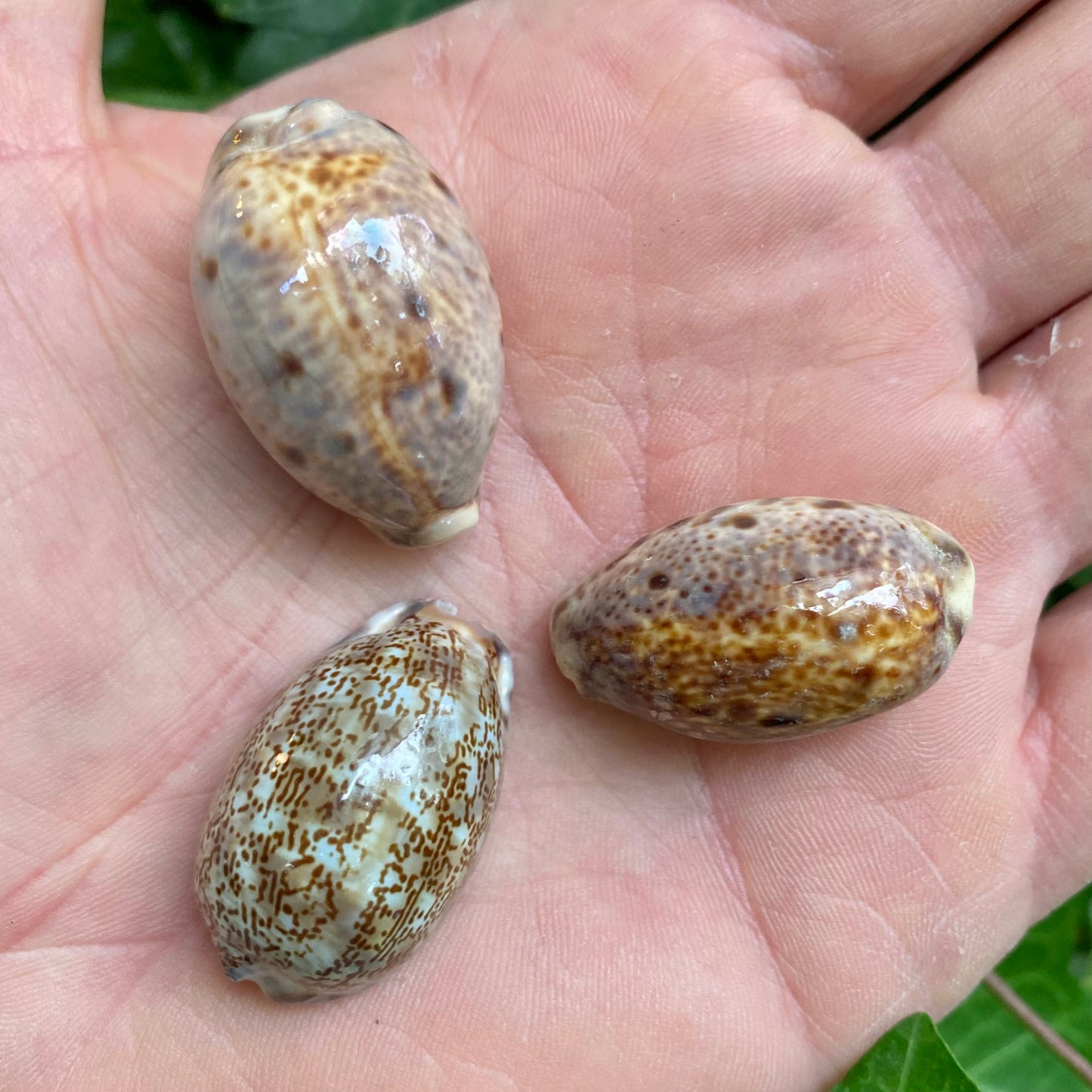 Cowrie, Cyprea Arabica - konkyla Cowrie, Cyprea Arabica - konkyla