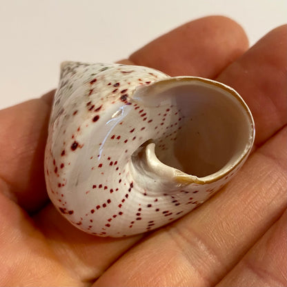 Tectus conus Erdbeere - 4 cm