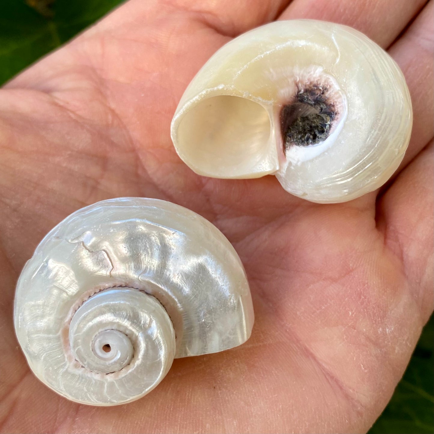 Angaria Pearlized, Imperial Delphinula - conch Angaria Pearlized, Imperial Delphinula - conch