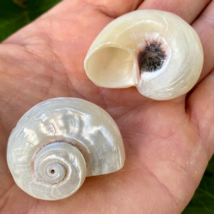 Angaria Pearlized, Imperial Delphinula - conch