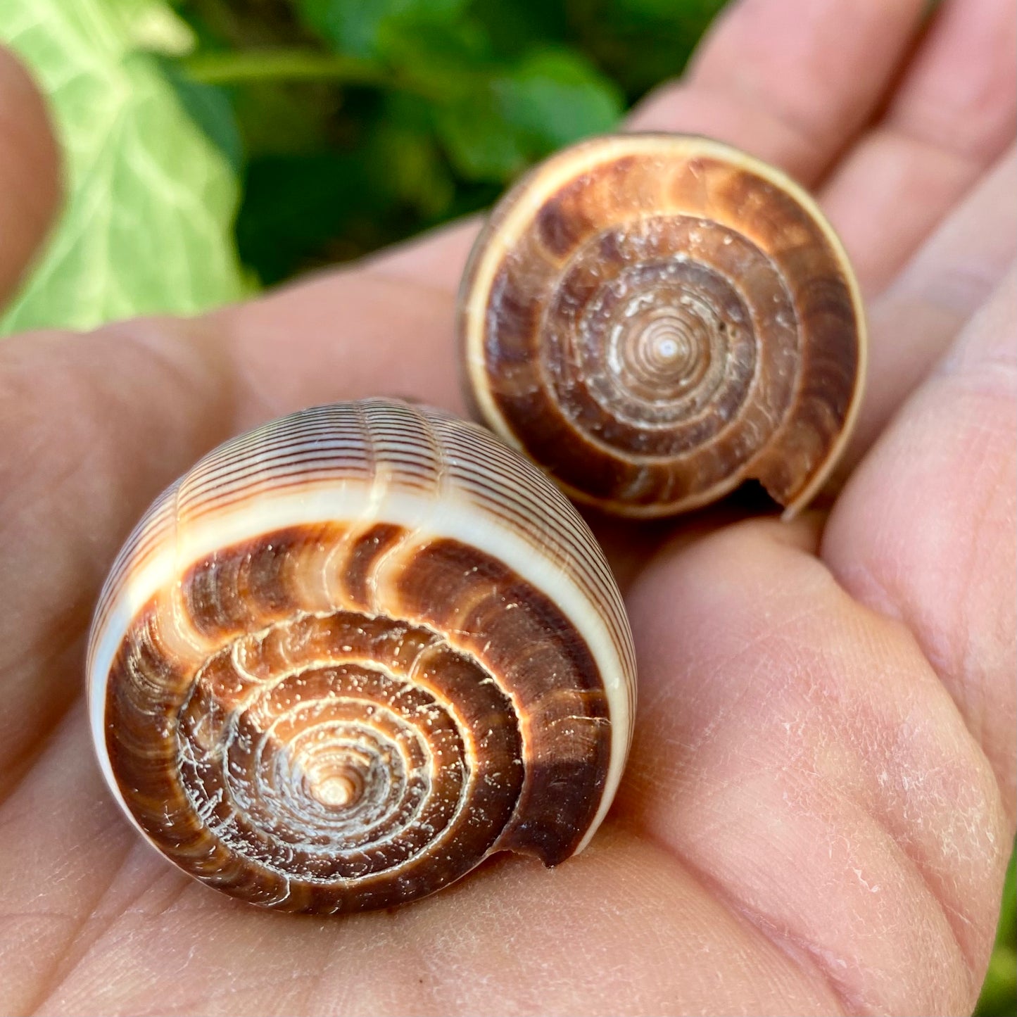 Conus Figulinus - Muschel Conus Figulinus - Muschel