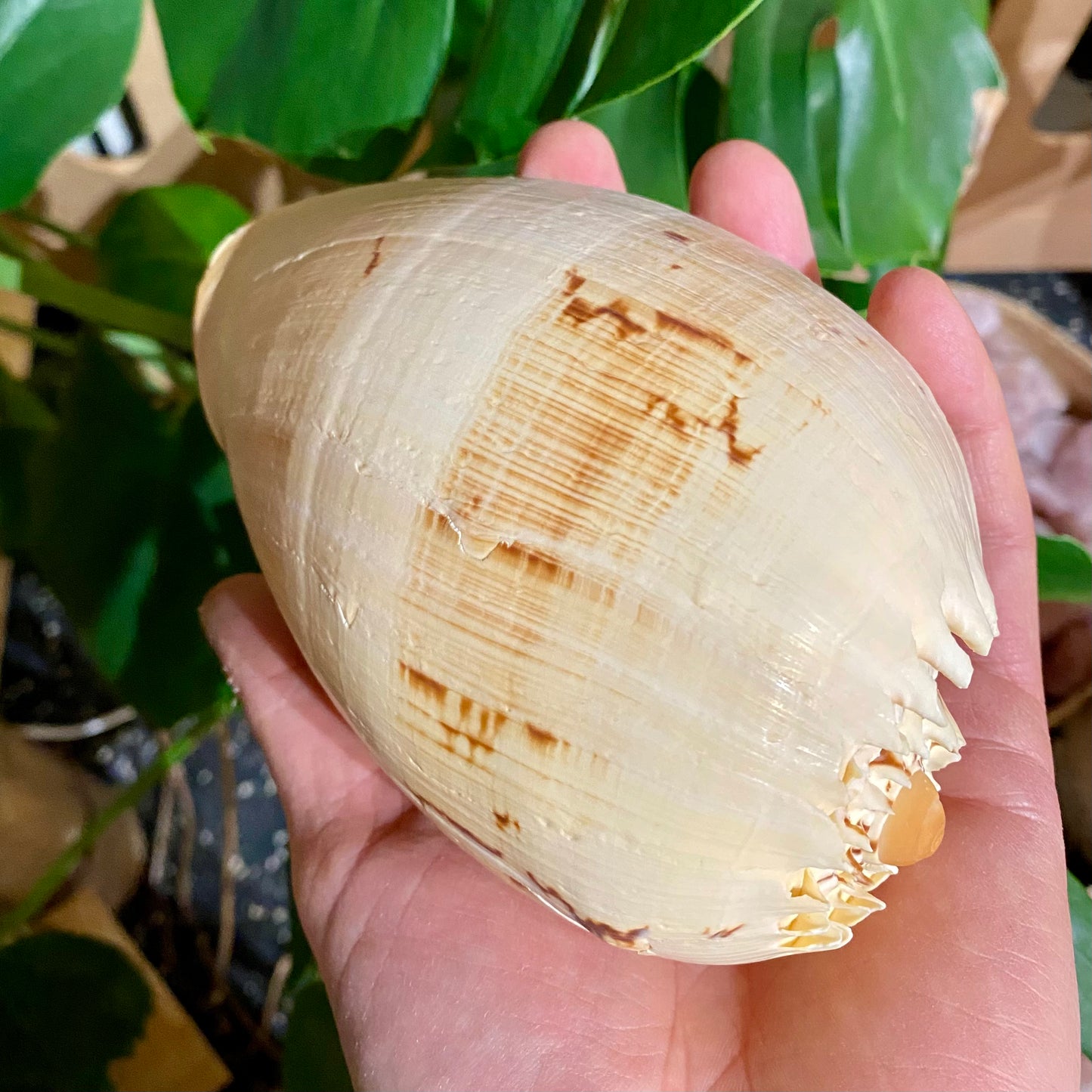 Melonsnäcka stort - conch Melonsnäcka stort - conch