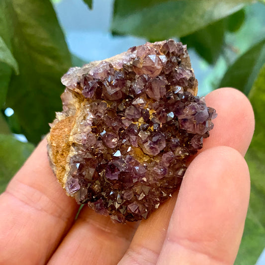 Billede af Amethyst-Cluster, Südafrika