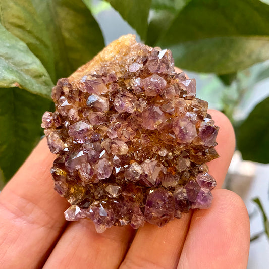 Billede af Amethyst-Cluster, Südafrika