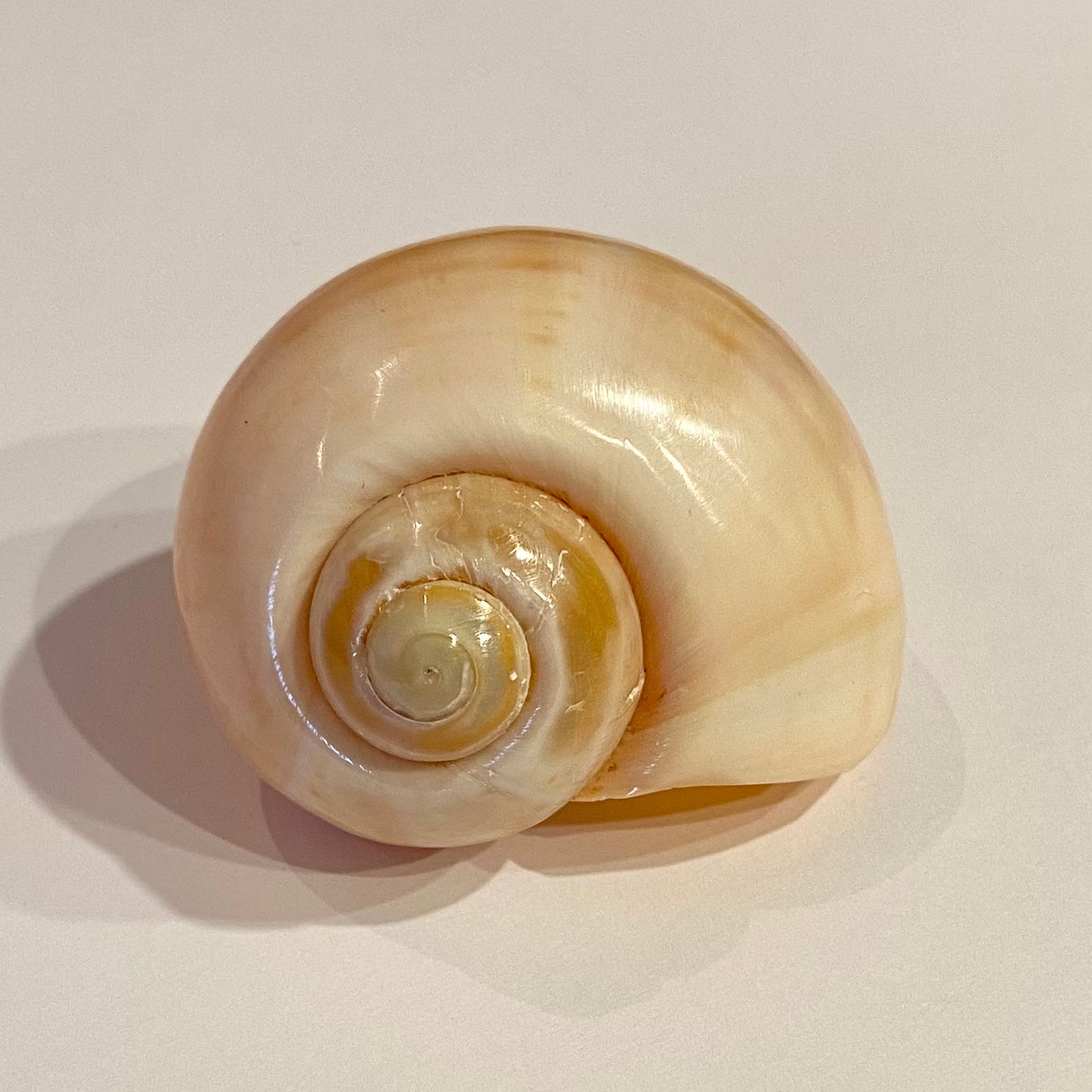 Pomacea Paludosa 5,5 cm - gelb Pomacea Paludosa 5,5 cm - gelb