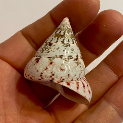 Tectus conus strawberry  - 4 cm