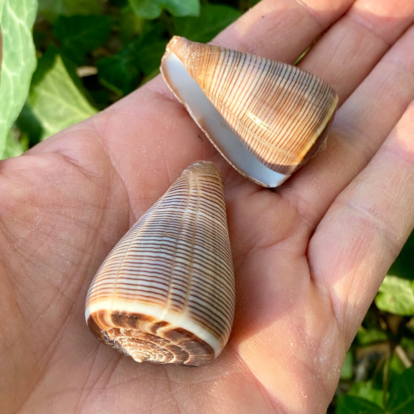 Conus Figulinus - konkyla Conus Figulinus - konkyla