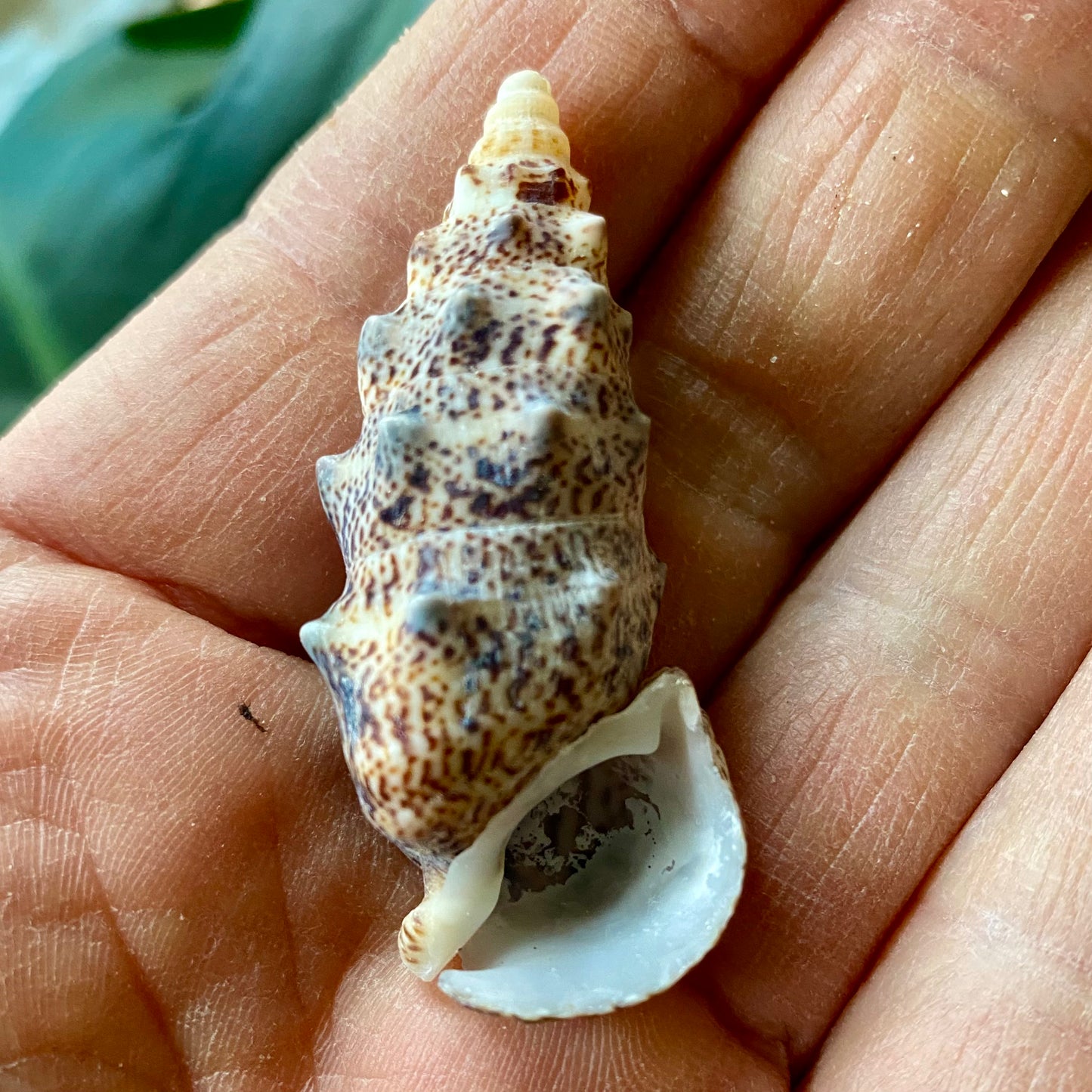 Aluco, Cerithium Nodulosum, Bulutung - Meeresschnecke Aluco, Cerithium Nodulosum, Bulutung - Meeresschnecke