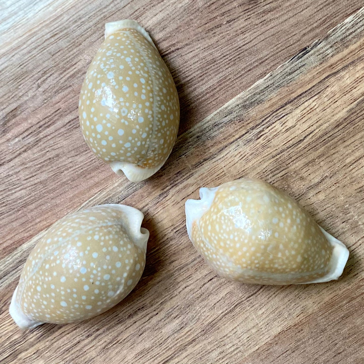 Cowrie, Cyprea Milliaris - konkyla Cowrie, Cyprea Milliaris - konkyla