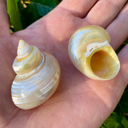 Turbo Gold, perlmuttfarben - Conch