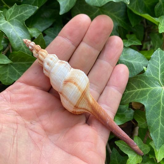 Billede af Fusinus Colus Spindel - Muschelschale