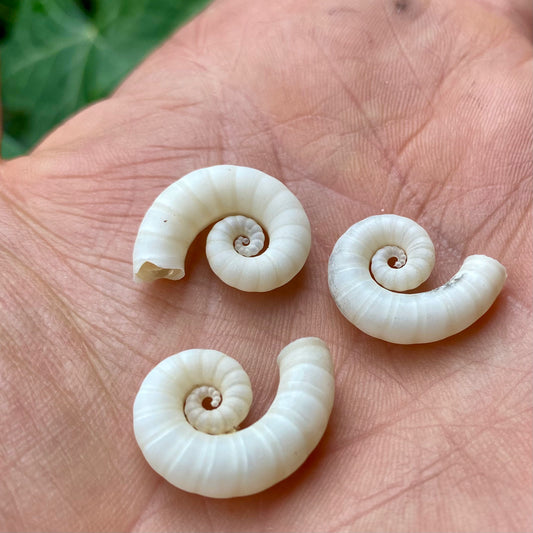 Billede af Spirula Spirula bläckfisk - 2 cm