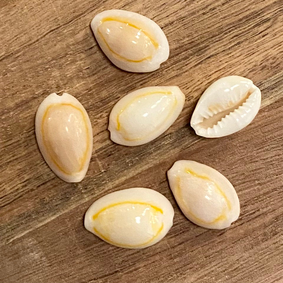 Cowrie, Sigay Gold Ringer - Gold, 3 stk - konkylie Cowrie, Sigay Gold Ringer - Gold, 3 stk - konkylie