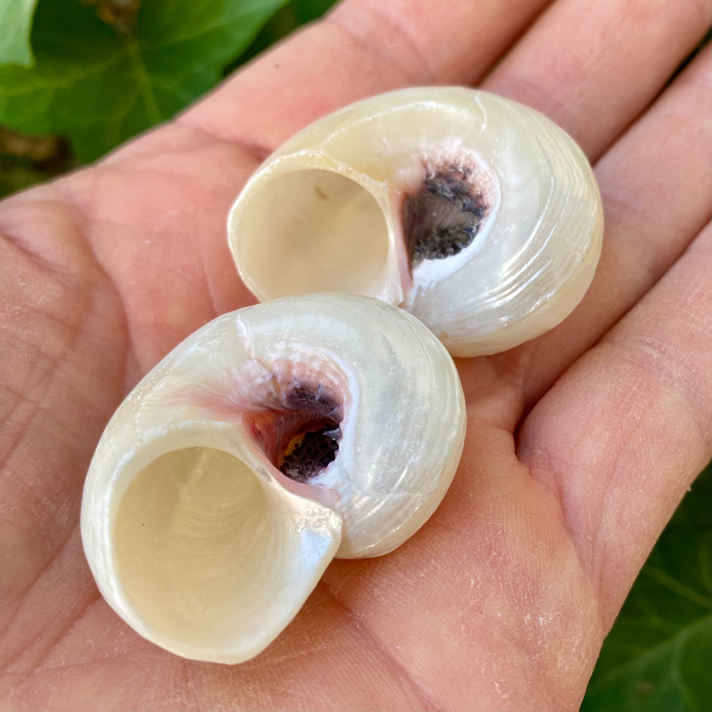 Angaria Pearlized, Imperial Delphinula - conch Angaria Pearlized, Imperial Delphinula - conch