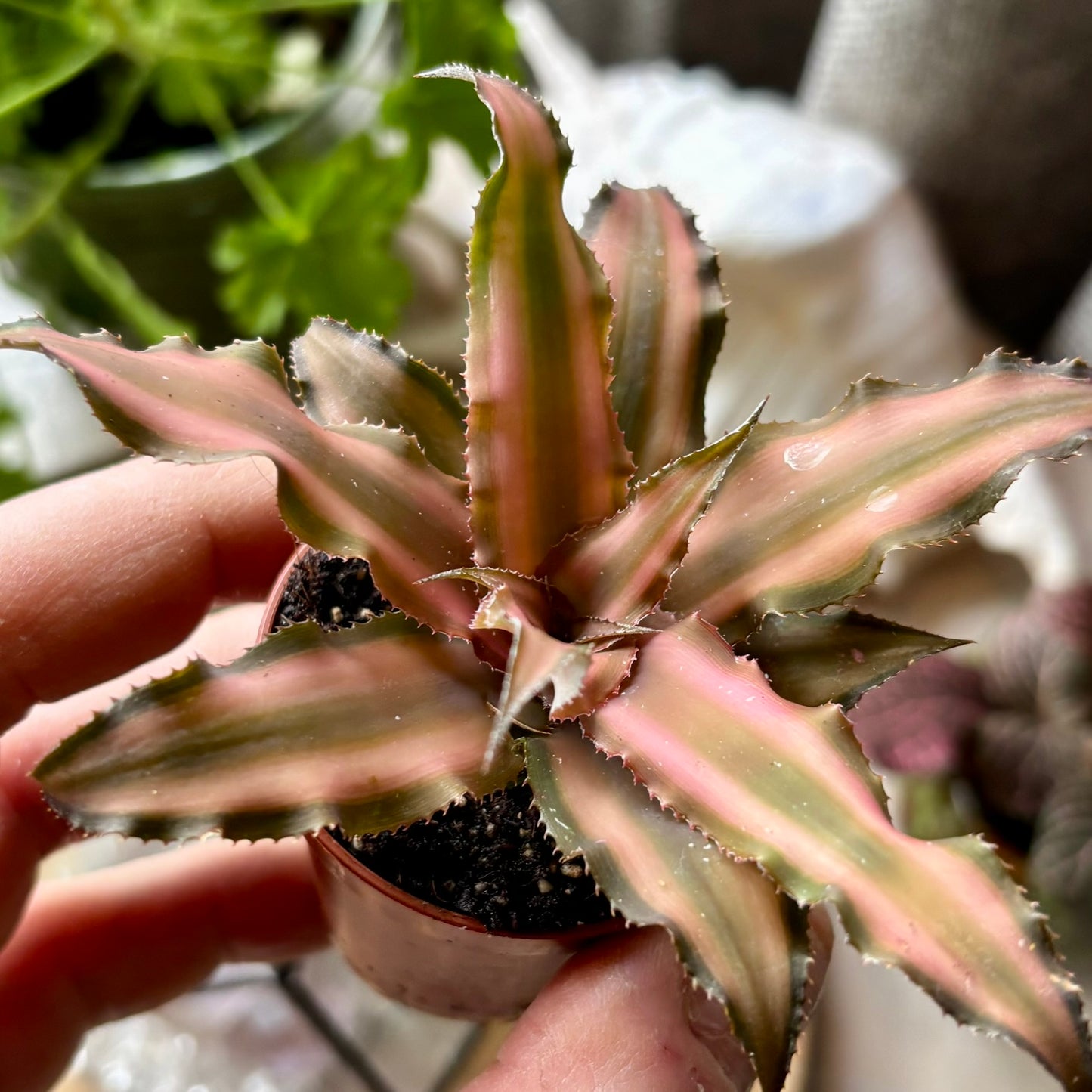 Plante - Cryptanthus bivittatus brown Regnskovs bromelia Plante - Cryptanthus bivittatus brown Regnskovs bromelia