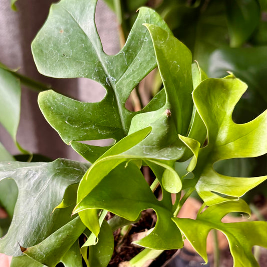 Billede af Plante - Monstera deliciosa  Småbladet klatreplante