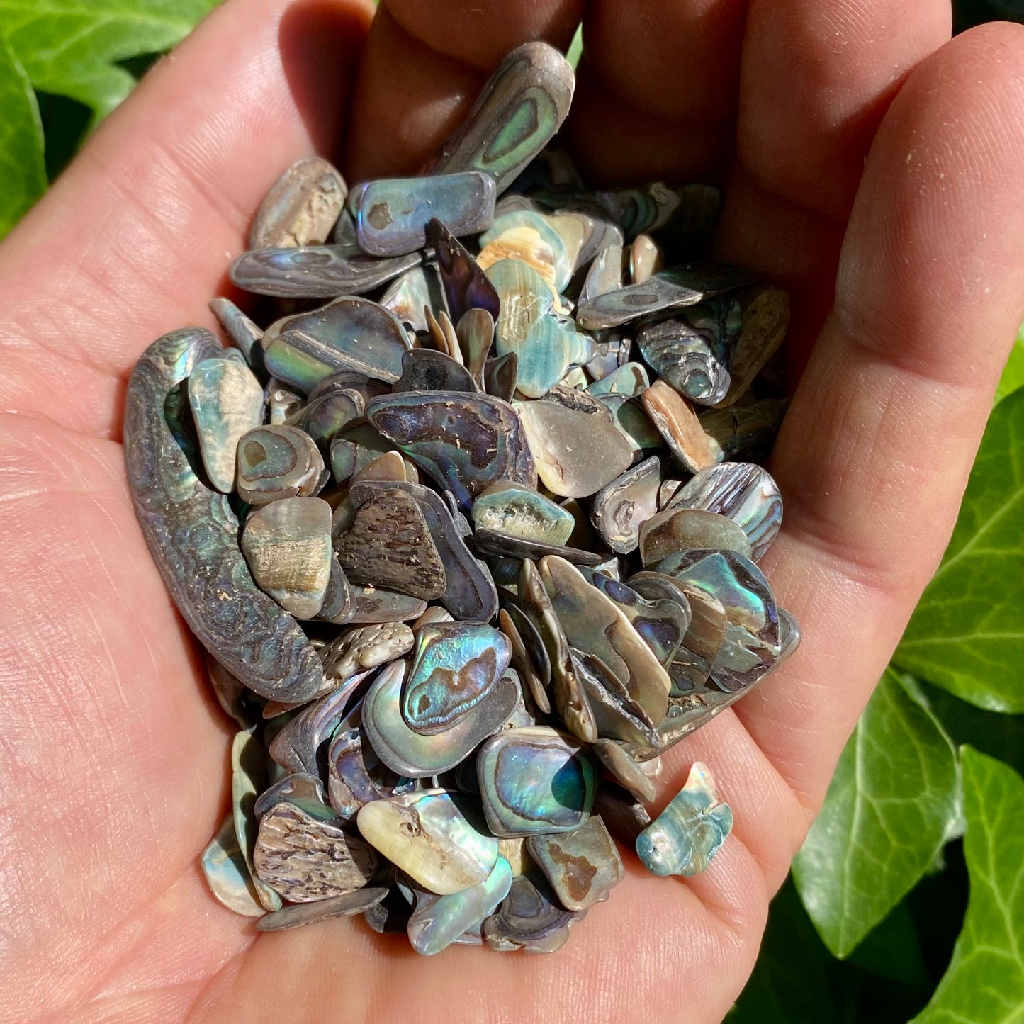 Paua skal 100 gram Paua skal 100 gram