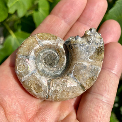 Ammonit fossiliserad iriserande - 5,5 cm